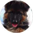 Jonis Kvalm profile picture